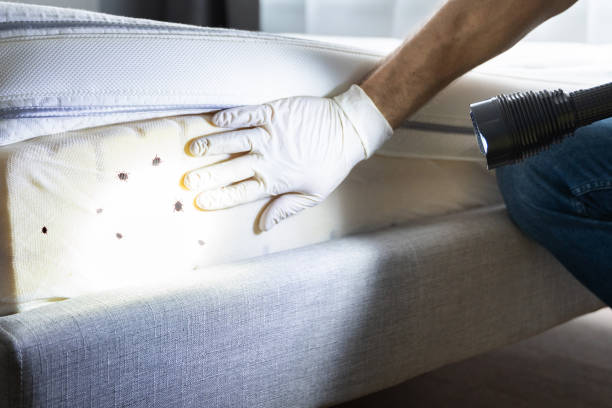 Best Bed Bug Extermination  in Missouri City, TX