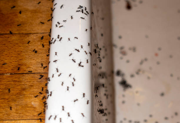 Best Local Pest Control Services  in Missouri City, TX