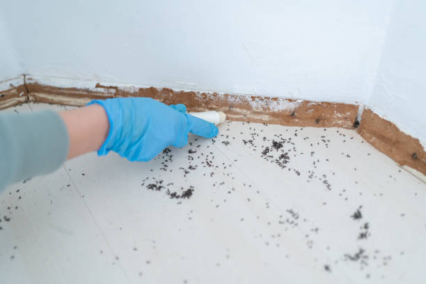Best Emergency Pest Control  in Missouri City, TX